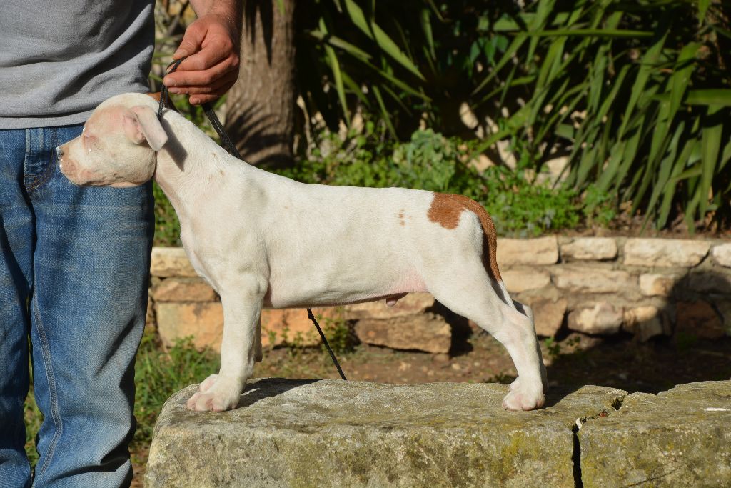 du domaine de Zeus - Chiot disponible  - American Staffordshire Terrier