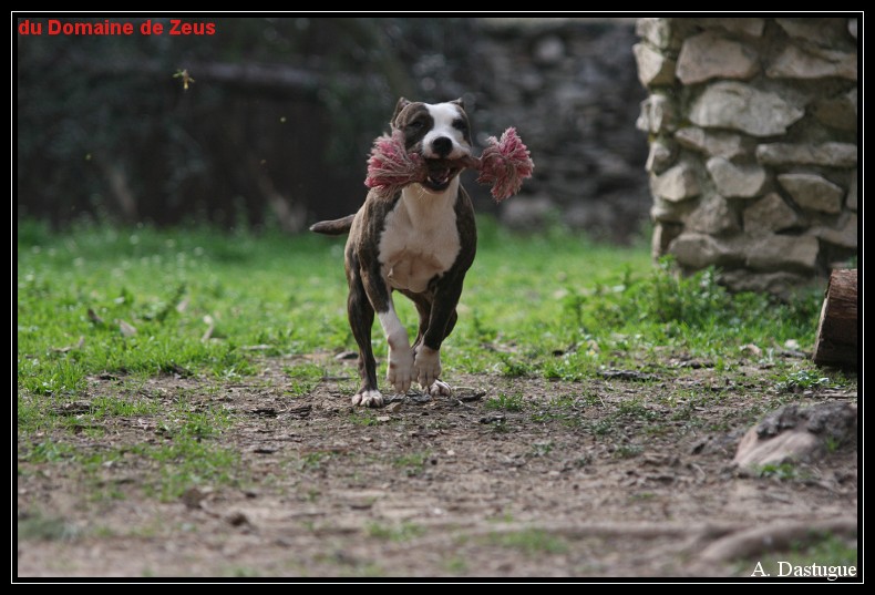 Acajou du domaine de Zeus