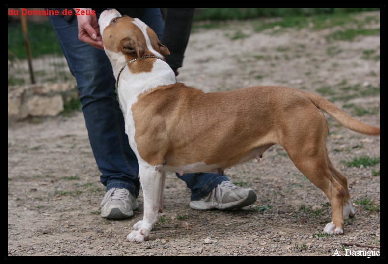 Une belle fille (massaï) du domaine de Zeus