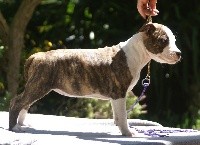 du domaine de Zeus - American Staffordshire Terrier - Portée née le 03/03/2017