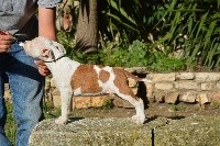 du domaine de Zeus - American Staffordshire Terrier - Portée née le 02/04/2017
