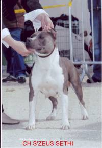 CH. S'zeus sethi du domaine de Zeus