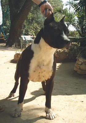 The queen of combreux du domaine de Zeus
