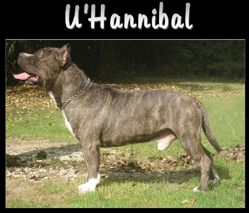 U hannibal du domaine de Zeus