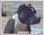 Paco du domaine de Zeus