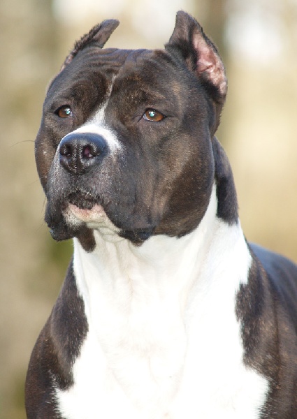 T'spirit of combreux du domaine de Zeus