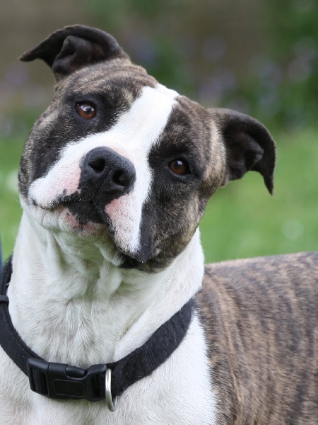 Baïla the queen du domaine de Zeus