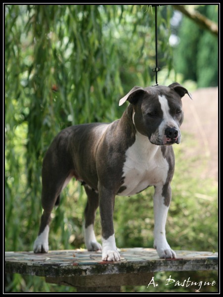 CH. Blue ice  du domaine de Zeus