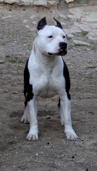 franstal's Senator of zoltan