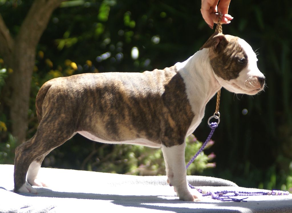 du domaine de Zeus - Chiots disponibles - American Staffordshire Terrier