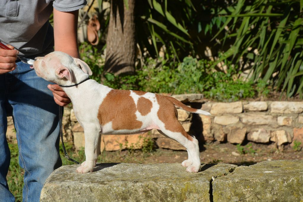 du domaine de Zeus - Chiots disponibles - American Staffordshire Terrier