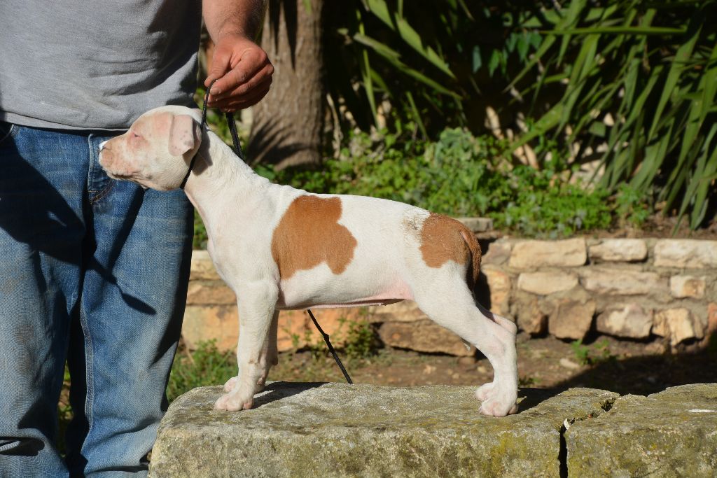 du domaine de Zeus - Chiots disponibles - American Staffordshire Terrier